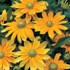 Rudbeckia Hirta Prairie Sun Flower Seeds Black Eyed Susan Gloriosa Daisy
