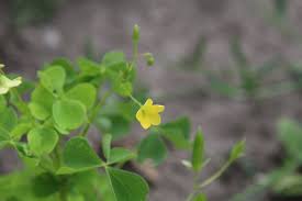 Image result for Oxalis anthelmintica
