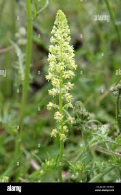 Image result for Resedaceae