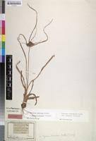 Image result for Cyperus chersinus