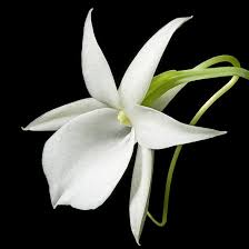 Image result for Angraecum humile