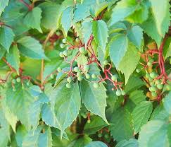 Image result for Parthenocissus quinquefolia