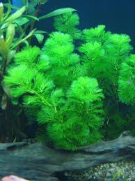 Online Store Of Carpet Aquarium Plants Live Aquarium Plants Planted Aquarium Plants