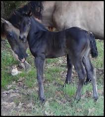 Black And White Paint Horses For Sale In Texas American Quarter Horse Filly For Sale In Texas Dynas Black Cat Horses For Sale American Quarter Horse Quarter Horses For Sale