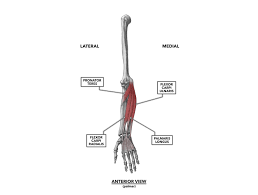 Origin, insertion, & action at cram.com. Crossfit Wrist Musculature Part 1 Anterior Muscles