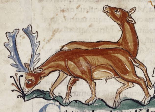 The stag (hert) – Dēor-hord: a medieval and modern bestiary