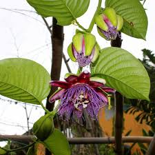 Image result for Passiflora quadrangularis