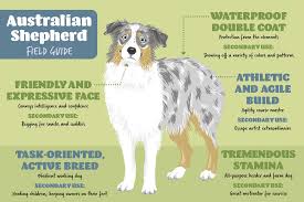 Australian Shepherd Field Guide Petmd Australian Shepherd Field Guide Dog Best Friend