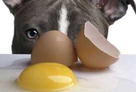 While chewing bones is a favorite pastime for pooches, pork and poultry bones are off the menu. Is It Safe To Feed Dogs Raw Eggs Pethelpful