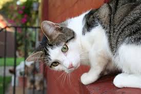 Free Image On Pixabay Cat Wall Animals Cats Pretty Cats Cat Pics