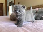 Find British Shorthair Kittens For Sale by Reputable Breeders