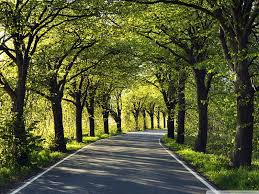 506 free images of tree plantation. Wallpapers With Trees Posted By Ethan Tremblay