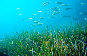 Praderas de Posidonia (Posidonia oceanica)
