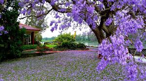 Purple Blooming Tree In The Garden Hd Wallpaper Beautiful Nature Spring Flowering Trees Spring Wallpaper