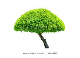 Alibaba.com offers 931 artificial plants weeping trees products. Looking For Small Umbrella Shaped Evergreen Tree