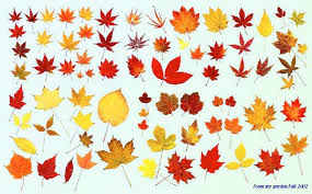 葉の紅葉