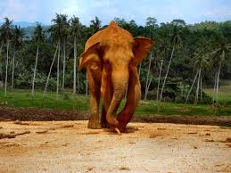 Nature Sri Lanka Free Stock Photos Download 19 001 Free Stock Photos For Commercial Use Format Hd High Resolution Jpg Images Specialist in tailor made safari wildlife holidays. nature sri lanka free stock photos