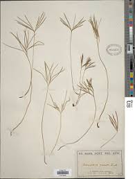 Image result for Actiniopteris semiflabellata