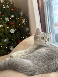 Violet's first Christmas home ❤️💚