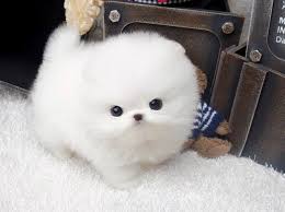 We did not find results for: A Donner Chiot Pomeranien Teacup Blanc