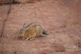 Image result for viscacha