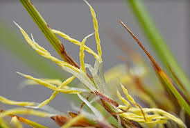 Image result for Tetraria