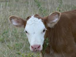 Vanzari terenuri bihor, agentie imobiliara bihor, teren de vanzare bihor, imobiliare. Vivabio Furajare SÄnÄtoasÄ