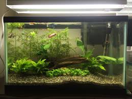 Betta Sorority Betta Fish Tank Cool Fish Tank Decorations Betta Aquarium