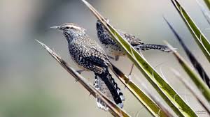 This page was cut for reason: Cactus Wren Youtube