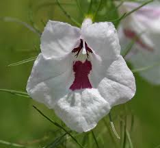 Image result for Sopubia mannii