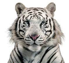 White Tiger Png Image White Tiger Tiger Images Tiger