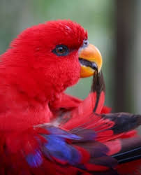Any of various small brightly coloured parrots of australia and indonesia , having a. Red Lory Eos Bornea Parrot Encyclopedia