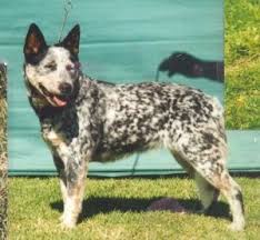 The blue heeler dog, bluey lived for 29 years and 5 days. Coat Color In Australian Cattle Dogs Australian Cattle Dog Club Of America