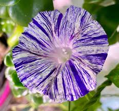 Image result for Ipomoea dichroa