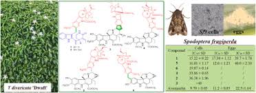 Image result for Tabernaemontana eglandulosa