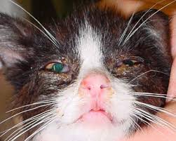 5 Penyebab Kucing Sakit Mata Cara Mengobati Secara Alami