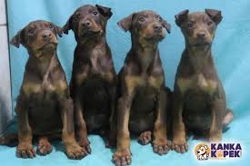 Satilik Doberman Yavrulari Kanka Kopek
