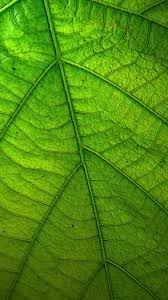 We did not find results for: Green Leaf Wallpaper Iphone Android Desktop Backgrounds