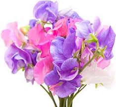 Check spelling or type a new query. Sweet Pea Definition Und Bedeutung Collins Worterbuch