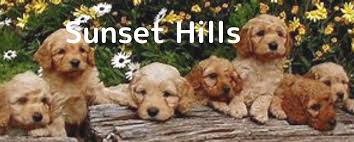 No breeders or breeder brokers are allowed. Sunset Hills South Australia S Premier Australian Labradoodle Breeder Exclusively Breeding The True Australian Labradoodle