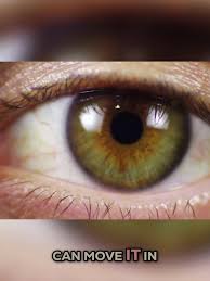 Image result for Extraocular Movement