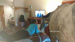 زنی در آمریکا اسب را با خود به اطاق هتل برد | Euronews