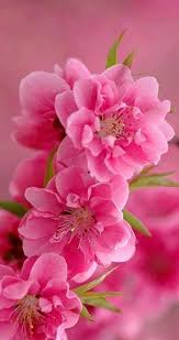 Beautiful Flowers Dp For Whatsapp Rarebeautifulflowers Most Beautiful Flowers Beautiful Flowers Pink Flowers
