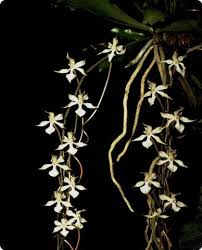 Image result for Aerangis kotschyana