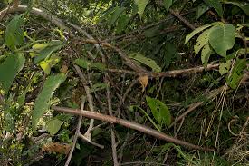 Image result for Strophanthus kombe
