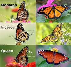 Find photos of monarch butterfly. Quiz Will These Monarch Look Alikes Fool You The National Wildlife Federation Blog The National Wildlife Federation Blog