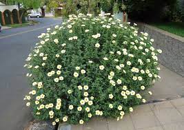 Bunga mawar adalah satu bunga asing bagi bangsa melayu. Pagar Pokok Bunga Pukul 10 Cegah Babi Hutan Rosakkan Tanaman Di Kebun Viral Meletop