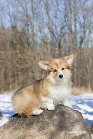 Coppermine Photo Gallery Welsh Corgi Pembroke Pembroke Welsh Corgi Fluffy Puppy Corgi Corgi Dog Corgi Funny