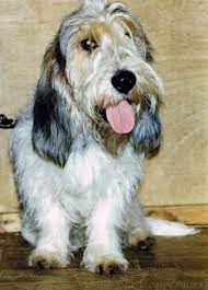 Long haired basset hound (hutch). Archive