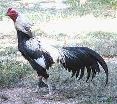 Panen anak ayam bangkok pamangon mangon. 71 Gambar Ayam Wido Juara Terbaik Infobaru